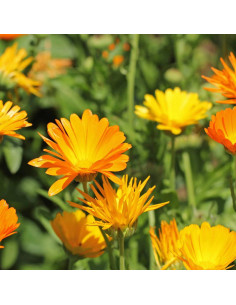 Aceite de Oliva Infundido de Caléndula Aromatics International 28ml 2