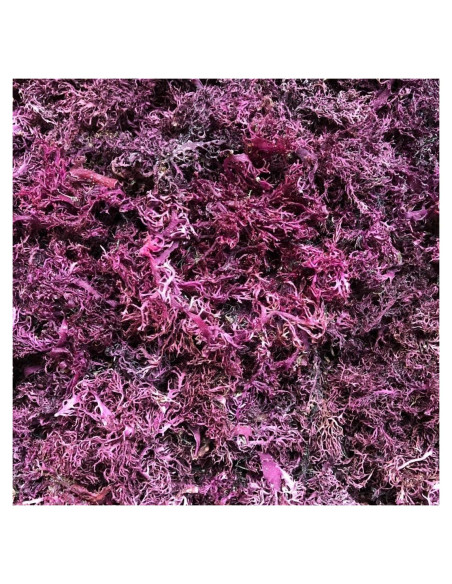 Musgo Marino Irlandés 100% Natural Sweet Sunnah - 227g