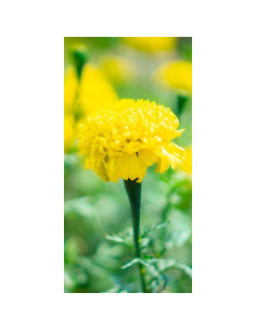 Crema Hidratante Corporal YASOU 368g Sin Aroma para Piel Seca 2