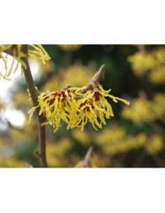 Hamamelis Americana TriStar Plants - Paquete de 2 - 7.6x7.6x15.2cm 2