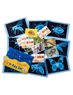 Kit de Ciencia Insectos Odoorgames - Rayos X Educativos STEM