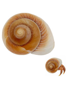 Conchas de Cangrejo Ermitaño NIIIYTYB Grandes 7-9 cm Naturales