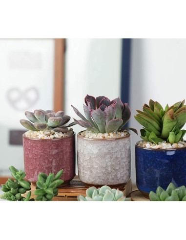 8 Mini Macetas de Cerámica Lawei con Drenaje y Bandeja