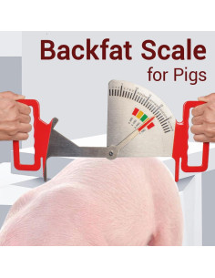 Calibrador de Grasa de Cerda 2025 - Regla de Condición Corporal 2