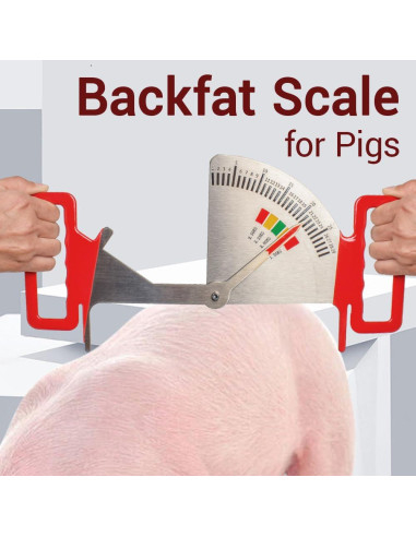 Calibrador de Grasa de Cerda 2025 - Regla de Condición Corporal