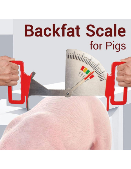 Calibrador de Grasa de Cerda 2025 - Regla de Condición Corporal