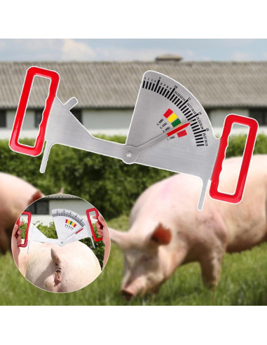 Calibrador de Grasa de Cerda 2025 - Regla de Condición Corporal