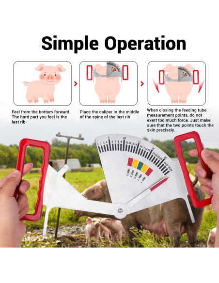 Calibrador de Grasa de Cerda 2025 - Regla de Condición Corporal