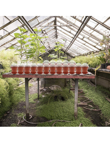 30 Macetas de Vivero PURPLE STAR 1N con Domo de Humedad