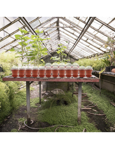 30 Macetas de Vivero PURPLE STAR 1N con Domo de Humedad