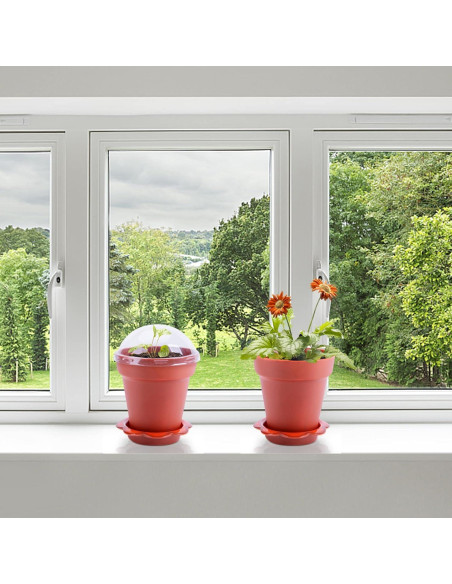 30 Macetas de Vivero PURPLE STAR 1N con Domo de Humedad