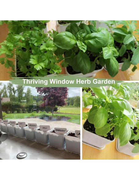 Kit de Jardín de Hierbas X M - 10 Variedades para Interior