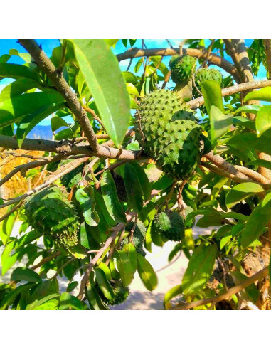 Aceite de Graviola Relaxcation 59 ml - Puro y Virgen para Piel