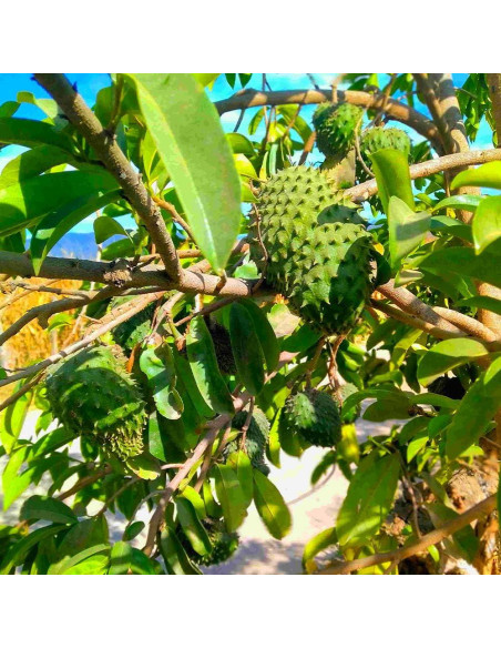 Aceite de Graviola Relaxcation 59 ml - Puro y Virgen para Piel