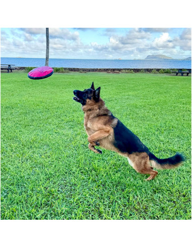 Disco Volador Interactivo Shaka ZippyToss 23 cm Multicolor