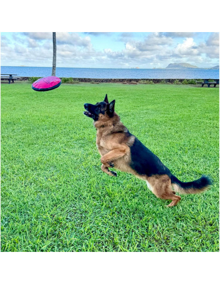 Disco Volador Interactivo Shaka ZippyToss 23 cm Multicolor