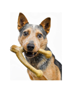 Juguete de Masticar Pet Qwerks BarkBone Mantequilla de Maní 20,96 cm