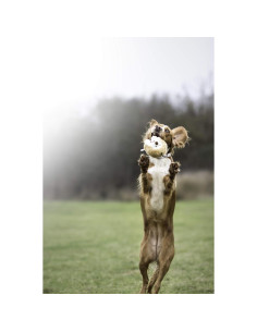 Juguete Interactivo de Peluche Pet Qwerks Erizo 11.4 cm 2