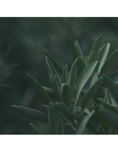 Vela de Aromaterapia Sanación Magnífica 101 - 170g 35h