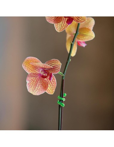 Bridas de Goma Reutilizables Nite Ize 3" - Paquete de 4