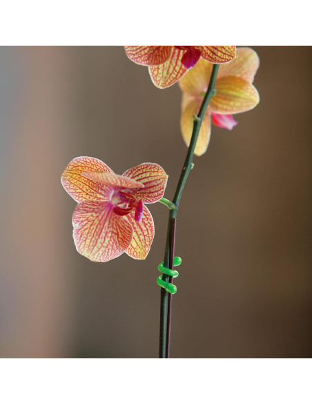 Bridas de Goma Reutilizables Nite Ize 3" - Paquete de 4