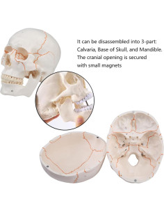 Modelo de Cráneo Humano 3 Partes Vocadok 20x14.5x17.5cm 2