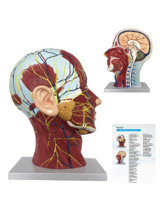 Modelo Anatómico de Cabeza Humana Boutvar 22.86x15.24cm