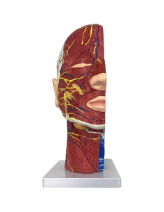 Modelo Anatómico de Cabeza Humana Boutvar 22.86x15.24cm 2