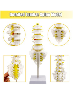 Modelo de Columna Vertebral Humana QREBYQ 36.9 cm PVC 2
