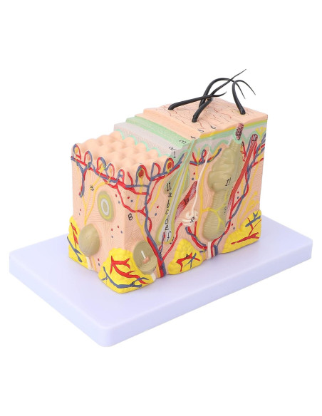 Modelo de Piel Ampliado 35X Tomotato - Herramienta de Enseñanza