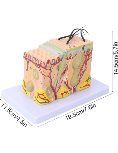 Modelo de Piel Ampliado 35X Tomotato - Herramienta de Enseñanza