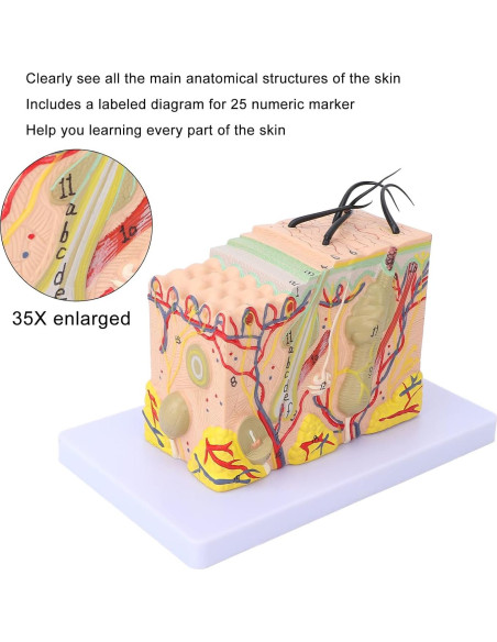 Modelo de Piel Ampliado 35X Tomotato - Herramienta de Enseñanza
