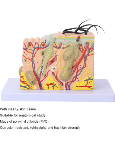 Modelo de Piel Ampliado 35X Tomotato - Herramienta de Enseñanza