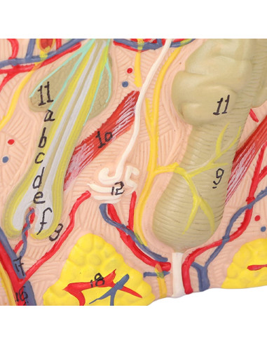 Modelo de Piel Ampliado 35X Tomotato - Herramienta de Enseñanza