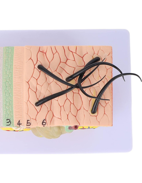 Modelo de Piel Ampliado 35X Tomotato - Herramienta de Enseñanza