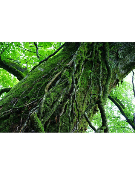 Lente Fijo Sony SEL55F18Z 55mm F1.8 para Montura E Lente Fijo Sony SEL55F18Z 55mm F1.8 para Montura E