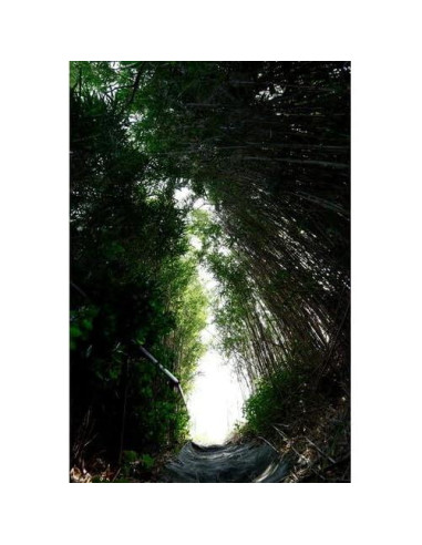 Lente Sigma 10-18mm f/2.8 DC DN Contemporánea para Canon RF-S