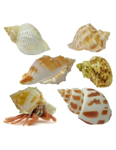 Juego de Conchas Naturales ROPTO para Cangrejos Ermitaños - 5 Tamaños 2.54 a 3.56 cm