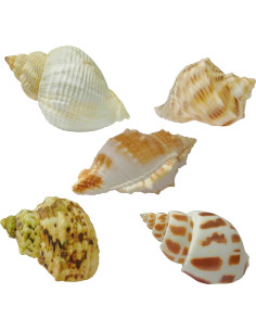 Juego de Conchas Naturales ROPTO para Cangrejos Ermitaños - 5 Tamaños 2.54 a 3.56 cm 2