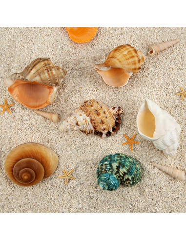 6 Conchas de Cangrejo Ermitaño Naturales Medianas Grandes 5.8-8.9 cm