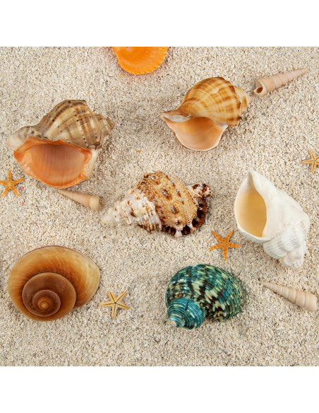 6 Conchas de Cangrejo Ermitaño Naturales Medianas Grandes 5.8-8.9 cm