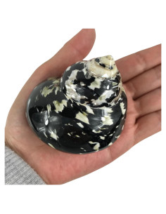 Concha Turbo Magpie Negra Pulida MMvloesy 6.35-7.62 cm