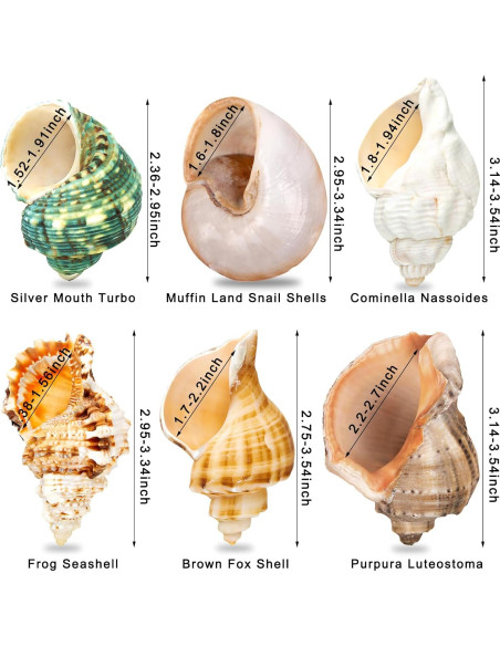 6 Conchas de Cangrejo Ermitaño Naturales Medianas Grandes 5.8-8.9 cm