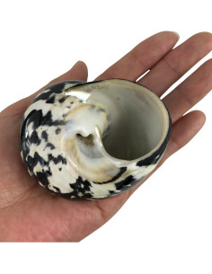 Concha Turbo Magpie Negra Pulida MMvloesy 6.35-7.62 cm 2