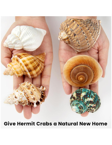 6 Conchas de Cangrejo Ermitaño Naturales Medianas Grandes 5.8-8.9 cm