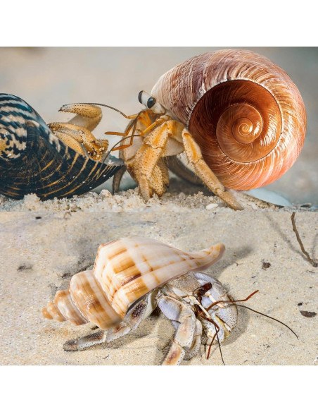 6 Conchas de Cangrejo Ermitaño Naturales Medianas Grandes 5.8-8.9 cm