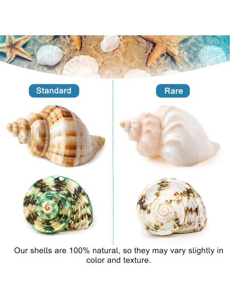 6 Conchas de Cangrejo Ermitaño Naturales Medianas Grandes 5.8-8.9 cm