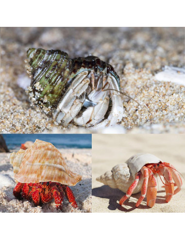 6 Conchas de Cangrejo Ermitaño Naturales Medianas Grandes 5.8-8.9 cm