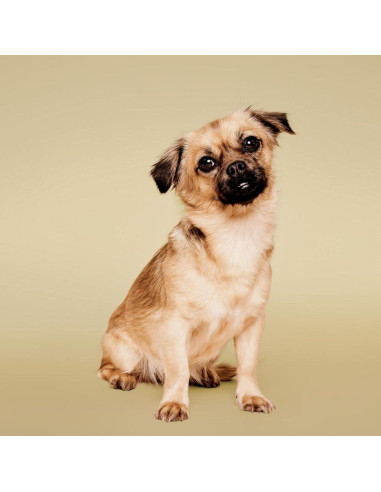 Acondicionador Calmante de Avena Paul Mitchell 500 ml