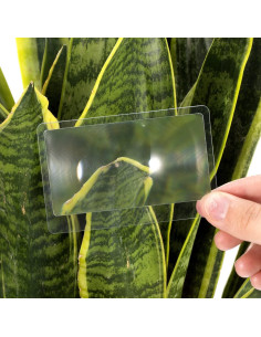 Lupa de Bolsillo Molain 5Pcs Aumento 3X PVC Transparente 2